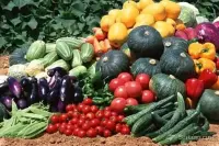 Աշխատանք Ջերմոցում՝ Կանանց և Տղամարդկանց Համար image thumbnail 0
