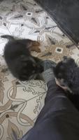 Find a Friend for Life image thumbnail 0