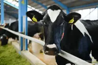Buy Pedigree Heifers with High Indicators image thumbnail 0