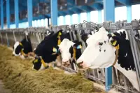 Buy Pedigree Heifers with High Indicators image thumbnail 1