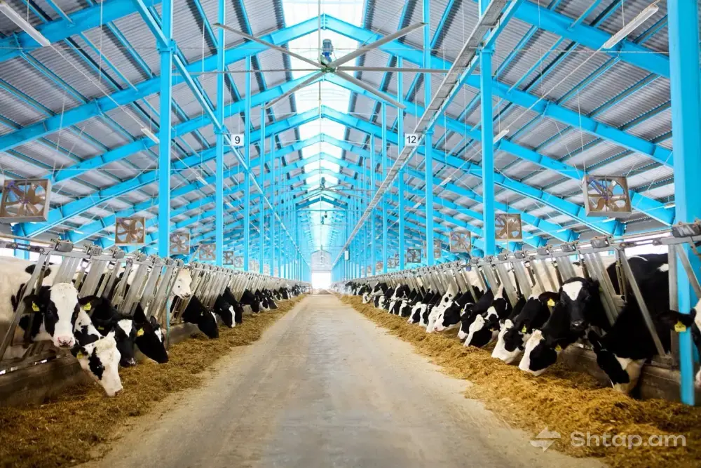 Buy Pedigree Heifers with High Indicators 2
