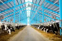 Buy Pedigree Heifers with High Indicators image thumbnail 2