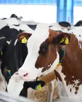 Buy Pedigree Heifers with High Indicators image thumbnail 3