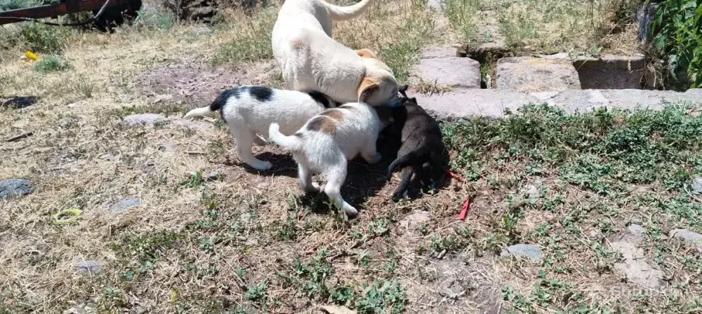 Puppies Looking for a Caring Family 0
