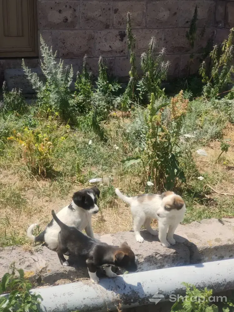 Puppies Looking for a Caring Family 1