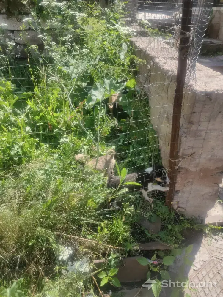 Puppies Looking for a Caring Family 2