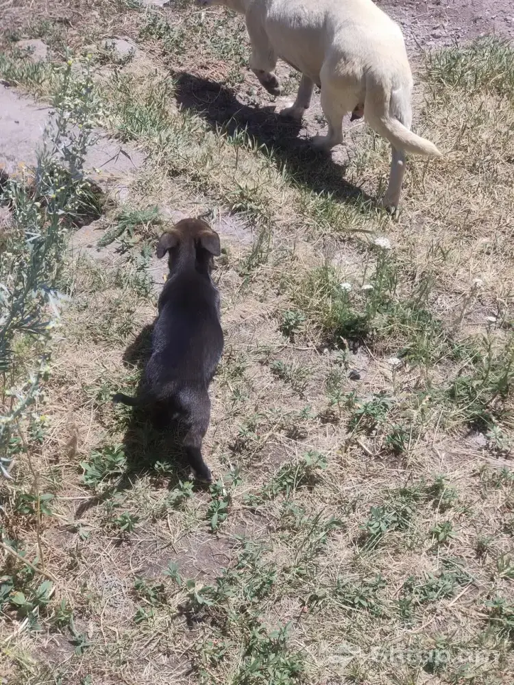 Puppies Looking for a Caring Family 3