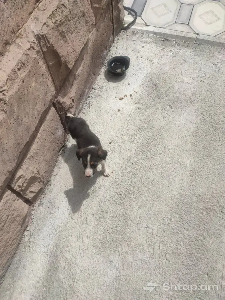 Puppies Looking for a Caring Family 4
