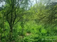 Rest in the Embrace of Nature image thumbnail 4