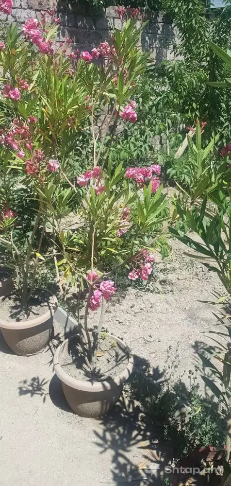 Wonderful Oleanders for Your Garden 0