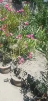 Buy Climbing Yellow Rose Seedlings image thumbnail 0