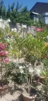 Buy Climbing Yellow Rose Seedlings image thumbnail 1