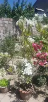 Buy Climbing Yellow Rose Seedlings image thumbnail 2