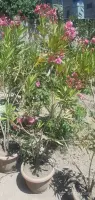 Buy Climbing Yellow Rose Seedlings image thumbnail 3