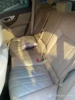 Infinitin QX70 2015 - Հիանալի Ավտոմեքենա Հարմար Գնով image thumbnail 2