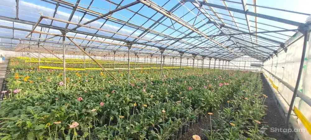 Greenhouses for Sale 0