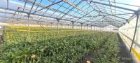 Greenhouses for Sale image thumbnail 0