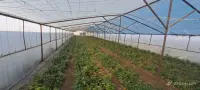Greenhouses for Sale image thumbnail 2
