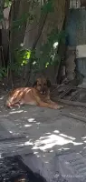 Lost Dog in Noragyugh image thumbnail 0
