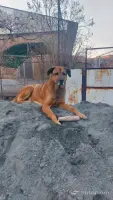 Lost Dog in Noragyugh image thumbnail 1
