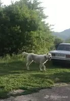 Lost Dog in Noragyugh image thumbnail 0