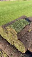 Professional Lawn and Irrigation System Installation image thumbnail 1