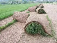 Professional Lawn and Irrigation System Installation image thumbnail 2