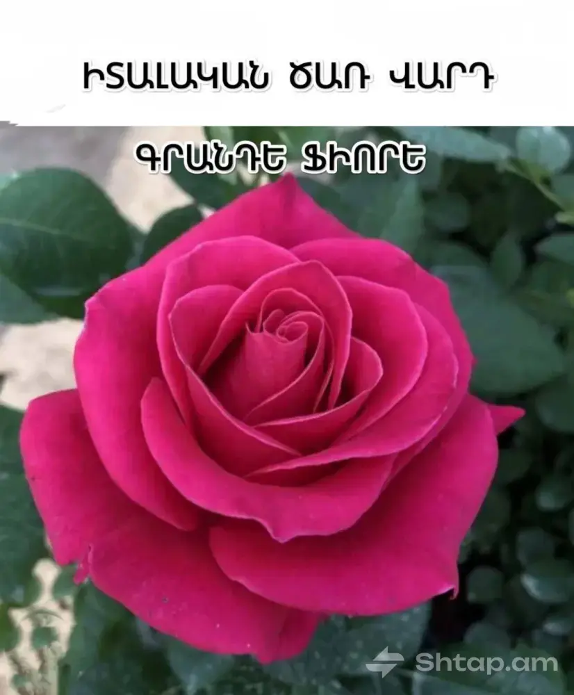 High-Quality Roses from Europe 0