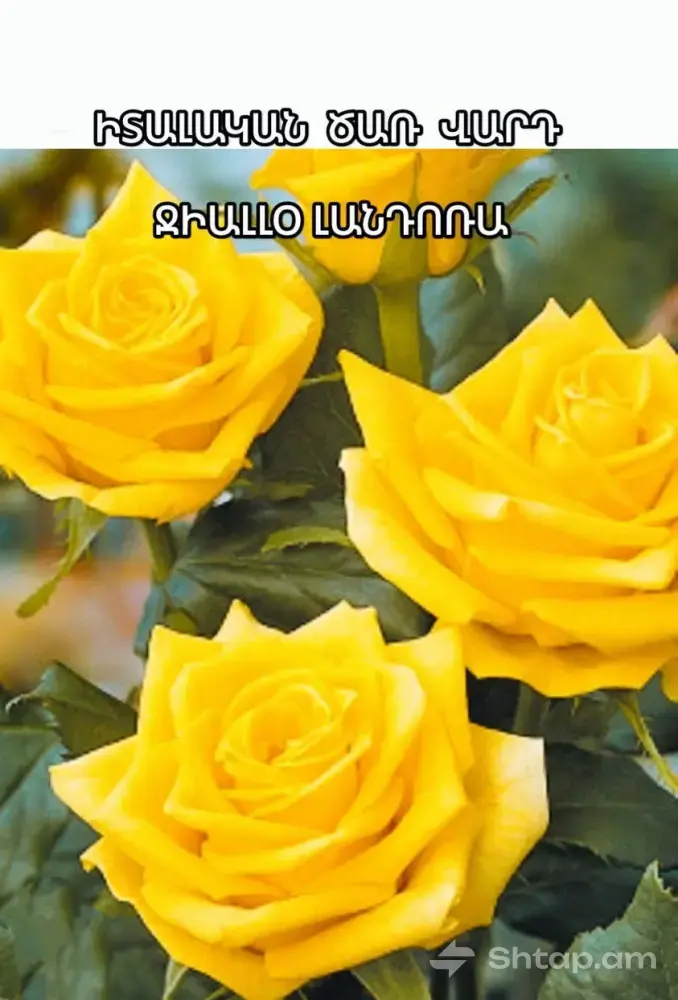 High-Quality Roses from Europe 1