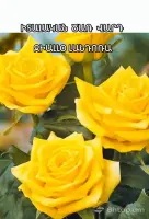 Trendy Solutions for Your Celebration image thumbnail 1