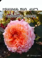 Trendy Solutions for Your Celebration image thumbnail 3