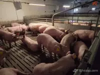 High-Quality Breeding Sows image thumbnail 0