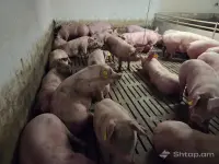 High-Quality Breeding Sows image thumbnail 1