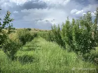 Վաճառվում է 2600քմ այգի Վերին Երզնկայում image thumbnail 0