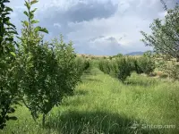 Վաճառվում է 2600քմ այգի Վերին Երզնկայում image thumbnail 1