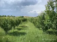 Վաճառվում է 2600քմ այգի Վերին Երզնկայում image thumbnail 2