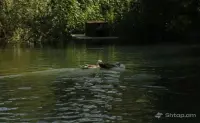 Գնել Կովեր և Հորթեր Շիրակի Մարզում image thumbnail 2