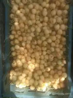 Վայքի թարմ գիլաս image thumbnail 0